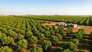 Miniatura do artigo de Gestão Agrícola: Irrigação de Citros: Gotejamento ou Microaspersão? [2025]