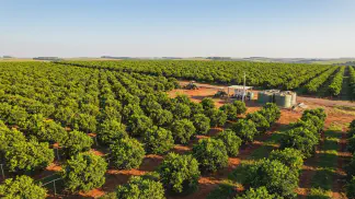 Miniatura do artigo de Gestão Agrícola: Irrigação de Citros: Gotejamento ou Microaspersão? [2025]