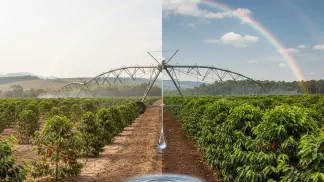 Miniatura do artigo de Gestão Agrícola: Irrigação de Café: Quando Vale a Pena o Investimento?