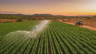 Miniatura do artigo de Gestão Agrícola: Irrigação de Gergelim: Qual o Melhor Sistema? [Guia 2025]