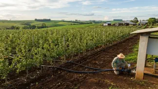Miniatura do artigo de Gestão Agrícola: Irrigação de Macieiras: Guia Prático de Eficiência [2025]