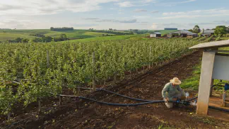 Miniatura do artigo de Gestão Agrícola: Irrigação de Macieiras: Guia Prático de Eficiência [2025]