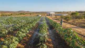 Miniatura do artigo de Gestão Agrícola: Irrigação de Mamona: Guia Definitivo para Mais Lucro [2025]