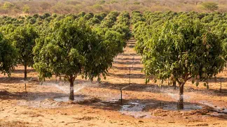 Miniatura do artigo de Gestão Agrícola: Irrigação de Manga: Gotejo ou Microaspersão? [Guia 2025]