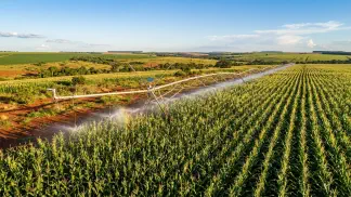 Miniatura do artigo de Gestão Agrícola: Irrigação no Milho: Guia de Manejo e Produtividade [2025]