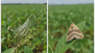 Miniatura do artigo de Manejo Integrado de Pragas: Lagarta Enroladeira das Folhas: Guia Completo de Identificação e Manejo