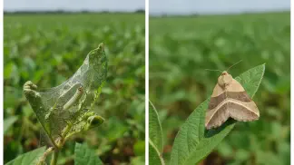 Miniatura do artigo de Manejo Integrado de Pragas: Lagarta Enroladeira das Folhas: Guia Completo de Identificação e Manejo