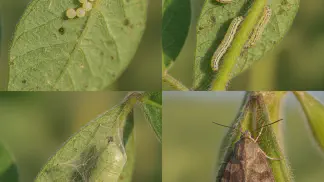 Miniatura do artigo de Manejo Integrado de Pragas: Lagarta Falsa-Medideira na Soja: Guia Completo de Identificação e Controle