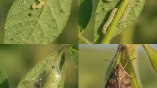Miniatura do artigo de Manejo Integrado de Pragas: Lagarta Falsa-Medideira na Soja: Guia Completo de Identificação e Controle