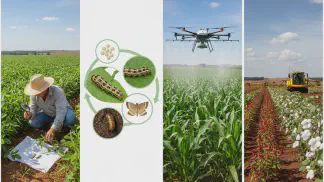 Miniatura do artigo de Manejo Integrado de Pragas: Lagarta Helicoverpa: Identificação e 6 Estratégias de Manejo Integrado