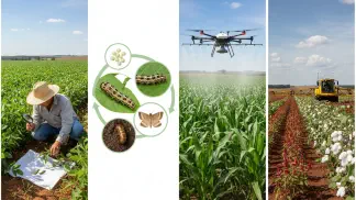 Miniatura do artigo de Manejo Integrado de Pragas: Lagarta Helicoverpa: Identificação e 6 Estratégias de Manejo Integrado