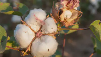 Miniatura do artigo de Manejo Integrado de Pragas: Lagarta-Rosada no Algodão: Guia Completo de Identificação e Manejo Integrado