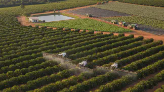 Miniatura do artigo de Gestão Agrícola: Laranja Hamlin: O Guia Completo da Cultivar Precoce para Pomares Produtivos