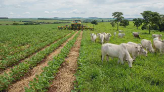 Miniatura do artigo de Gestão Agrícola: Integração Lavoura-Pecuária na Soja: Guia Prático [2025]