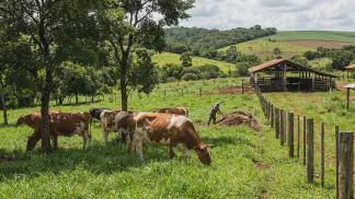 Miniatura do artigo de Gestão Agrícola: Produção de Leite Orgânico: Guia Completo de Manejo [2025]