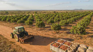 Miniatura do artigo de Gestão Agrícola: Produção de Caju: Guia Completo para Lucrar Mais [2025]