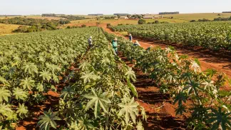 Miniatura do artigo de Gestão Agrícola: Mamona Carrapateira: Guia de Manejo e Riscos ao Gado [2025]