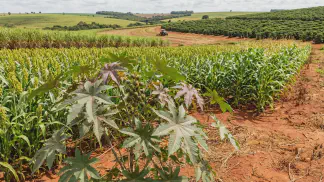 Miniatura do artigo de Gestão Agrícola: Crescimento da Mamona: Dicas para Produzir Mais [Guia 2025]