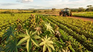 Miniatura do artigo de Gestão Agrícola: Crescimento da Mamona: Metabolismo C3 e Produtividade [2025]