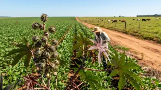 Miniatura do artigo de Gestão Agrícola: Cultivo de Mamona: Guia de Manejo e Riscos para o Gado [2025]