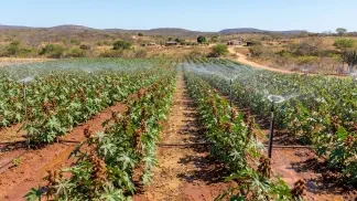 Miniatura do artigo de Gestão Agrícola: Irrigação de Mamona: Guia Completo de Produtividade [2025]