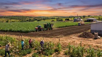 Miniatura do artigo de Gestão Agrícola: Rentabilidade da Mamona: Nordeste ou Cerrado? [Guia 2025]
