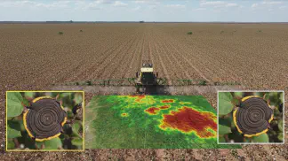 Miniatura do artigo de Manejo de Doencas: Mancha Alvo no Algodoeiro: Guia Completo para Identificação e Manejo