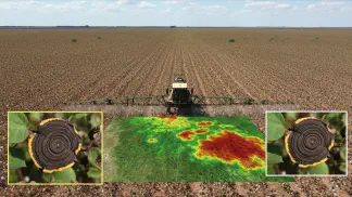 Miniatura do artigo de Manejo de Doencas: Mancha Alvo no Algodoeiro: Guia Completo para Identificação e Manejo