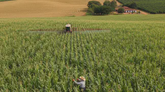 Miniatura do artigo de Manejo de Doencas: Mancha-Branca no Milho: Um Guia Completo para Identificar, Prevenir e Controlar