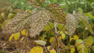 Miniatura do artigo de Manejo de Doencas: Mancha Olho-de-Rã na Soja: Guia Completo de Identificação e Manejo