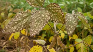 Miniatura do artigo de Manejo de Doencas: Mancha Olho-de-Rã na Soja: Guia Completo de Identificação e Manejo