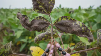 Miniatura do artigo de Manejo de Doencas: Mancha Púrpura na Soja (*Cercospora kikuchii*): Guia de Identificação e Manejo