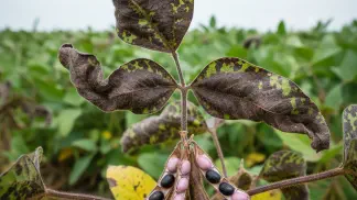 Miniatura do artigo de Manejo de Doencas: Mancha Púrpura na Soja (*Cercospora kikuchii*): Guia de Identificação e Manejo