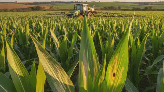 Miniatura do artigo de Manejo de Doencas: Manchas Foliares no Milho: Guia Visual para Identificação e Manejo