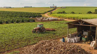 Miniatura do artigo de Gestão Agrícola: Colheita da Mandioca: Guia Prático para Lucrar Mais [2025]