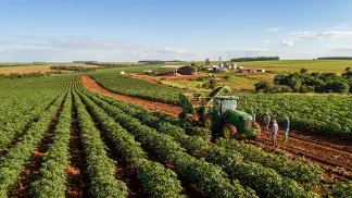 Miniatura do artigo de Gestão Agrícola: Produção de Mandioca: Guia de Mercado e Lucro [2025]