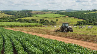 Miniatura do artigo de Gestão Agrícola: Mandioca para Suínos: 7 Opções para Reduzir Custos [2025]