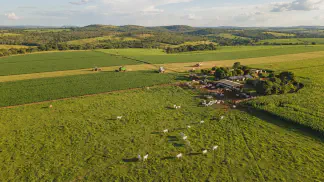 Miniatura do artigo de Gestão Agrícola: Cria de Bezerros: Manejo e Estação de Monta [Guia 2025]
