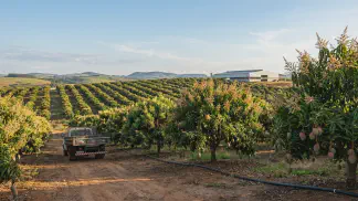 Miniatura do artigo de Gestão Agrícola: Manejo da Floração da Manga: Guia para Produzir Mais [2025]