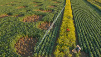 Miniatura do artigo de Manejo Integrado de Pragas: Manejo Integrado de Pragas na Soja: Reduza Custos e Aumente Produtividade