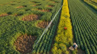 Miniatura do artigo de Manejo Integrado de Pragas: Manejo Integrado de Pragas na Soja: Reduza Custos e Aumente Produtividade