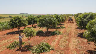 Miniatura do artigo de Gestão Agrícola: Poda da Mangueira: 7 Tipos para Maximizar a Produção [2025]