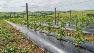 Miniatura do artigo de Gestão Agrícola: Manejo de Mato no Maracujá: Como Evitar Perdas [Guia 2025]