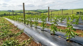 Miniatura do artigo de Gestão Agrícola: Manejo de Mato no Maracujá: Como Evitar Perdas [Guia 2025]