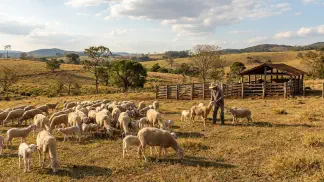 Miniatura do artigo de Gestão Agrícola: Manejo de Ovinos: Guia para Produzir Mais Cordeiros [2025]