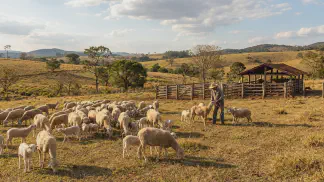 Miniatura do artigo de Gestão Agrícola: Manejo de Ovinos: Guia para Produzir Mais Cordeiros [2025]