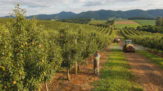 Miniatura do artigo de Gestão Agrícola: Manejo da Pereira: Guia Prático de Pragas e Doenças [2025]