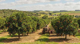 Miniatura do artigo de Gestão Agrícola: Manejo de Pomar: 5 Dicas para Mais Produtividade [2025]