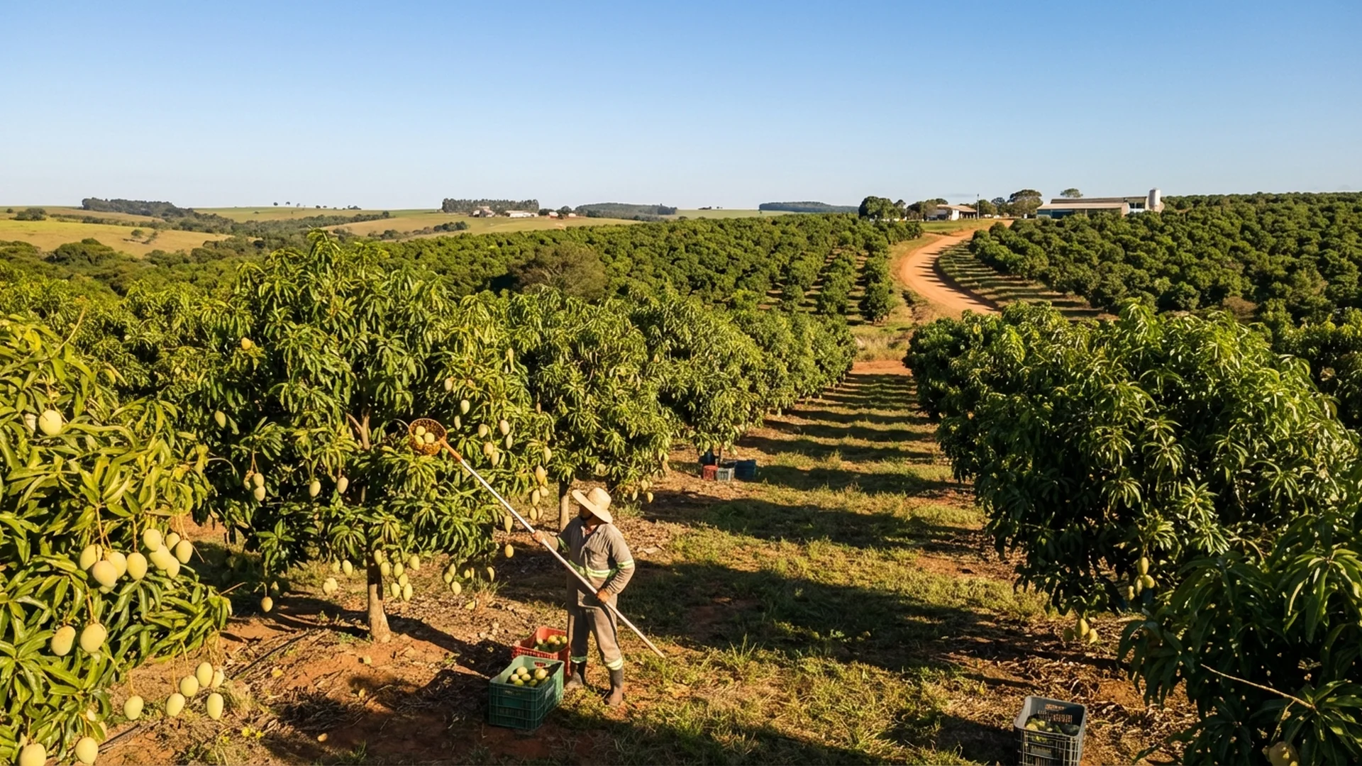 Imagem de destaque do artigo: Manejo da Manga: Guia Prático do Solo à Colheita [2025]