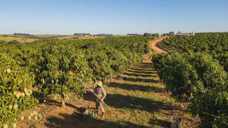 Miniatura do artigo de Gestão Agrícola: Manejo da Manga: Guia Prático do Solo à Colheita [2025]